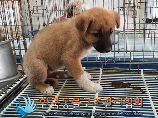 한국동물구조관리협회_441414202300756